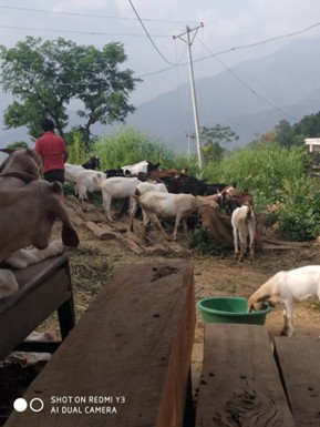 Prevention of Girls Trafficking and HIV/AIDS through the reduction of Socio-Economical vulnerability of rural communities of Makwanpur districts Nepal